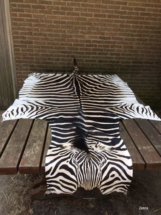 te koop zebra 1