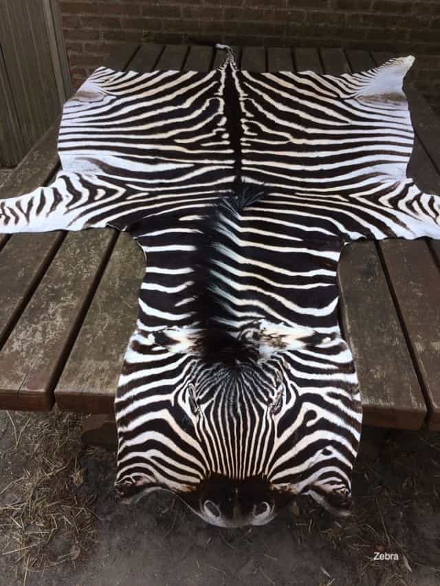 te koop zebra 2
